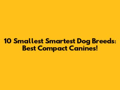 10 Smallest Smartest Dog Breeds: Best Compact Canines!