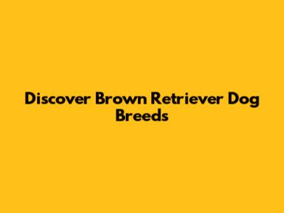 Discover Brown Retriever Dog Breeds