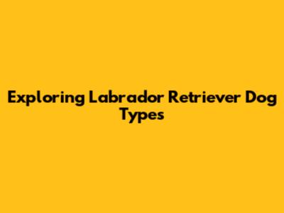 Exploring Labrador Retriever Dog Types