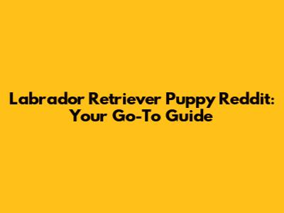 Labrador Retriever Puppy Reddit: Your Go-To Guide