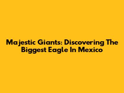 Majestic Giants: Discovering The Biggest Eagle In Mexico