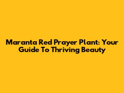 Maranta Red Prayer Plant: Your Guide To Thriving Beauty