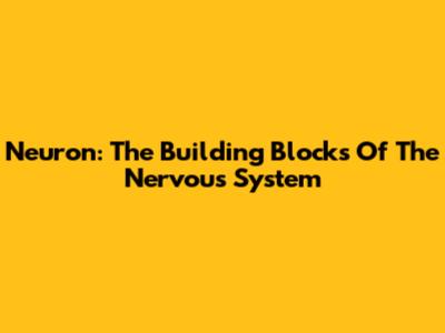 Neuron: The Building Blocks Of The Nervous System