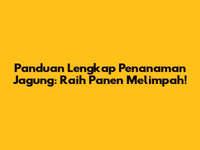 Panduan Lengkap Penanaman Jagung: Raih Panen Melimpah!