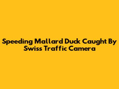 Speeding Mallard Duck Caught By Swiss Traffic Camera