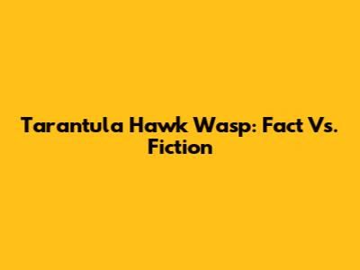 Tarantula Hawk Wasp: Fact Vs. Fiction
