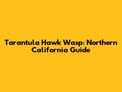 Tarantula Hawk Wasp: Northern California Guide