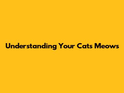 Understanding Your Cat's Meows