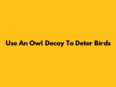 Use An Owl Decoy To Deter Birds