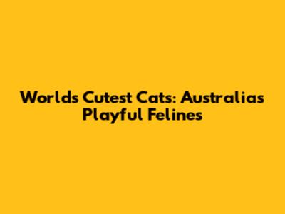 World's Cutest Cats: Australia's Playful Felines